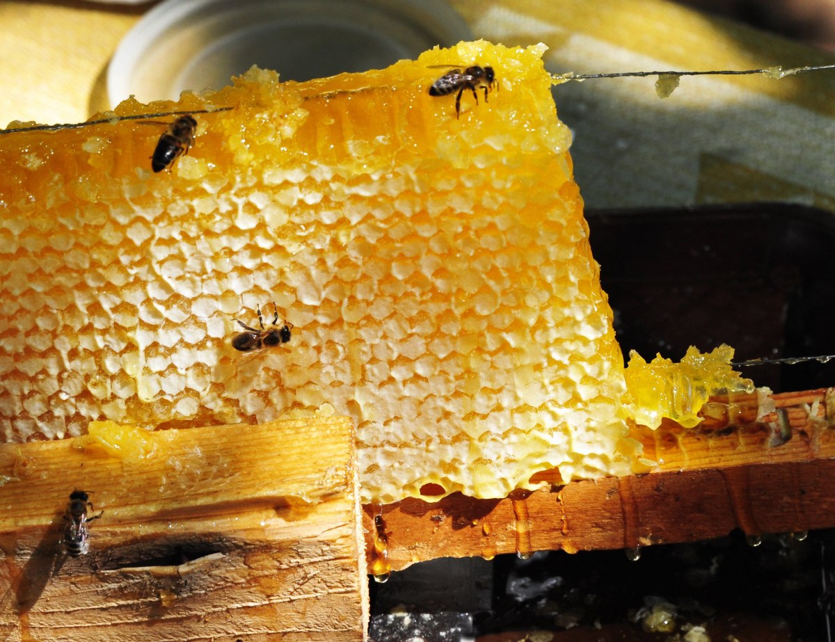 Український мед буде експортуватися до Катару