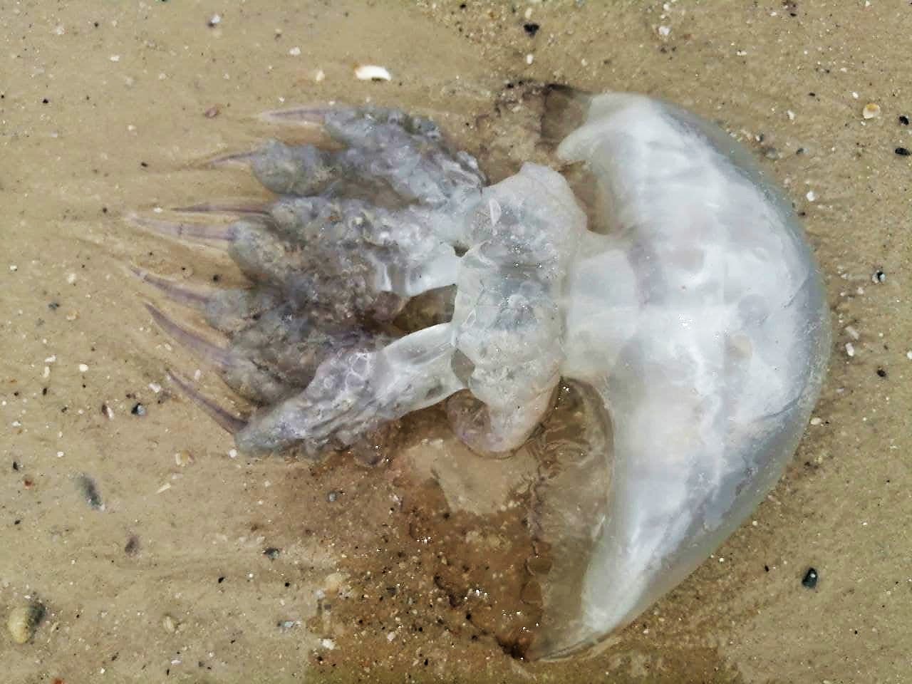 Морское побоище: в курортном Бердянске отдыхающие подрались из-за медуз (видео)