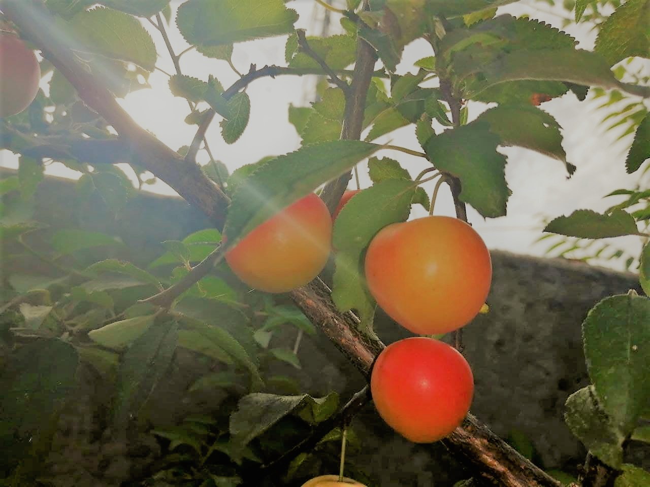 В среду в Украине станет на несколько градусов холоднее