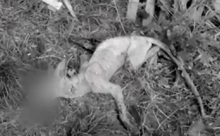 В Ровенской области поймали  "чупакабру "