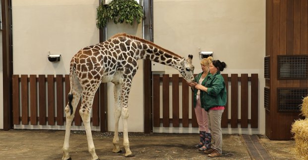 До Харківського зоопарку у день відкриття не пустять усіх охочих