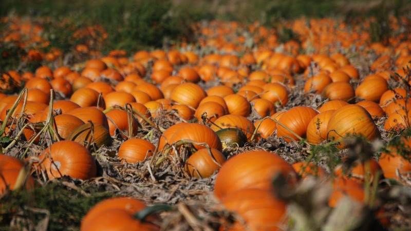 У Черкаській області діти під час уроку збирали врожай на городі