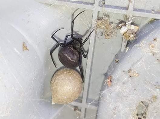 Отруйний павук