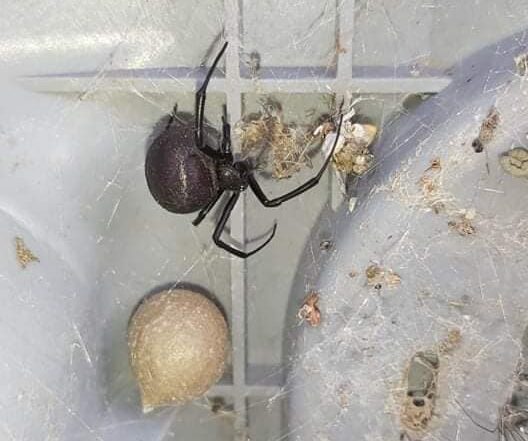 Отруйний павук