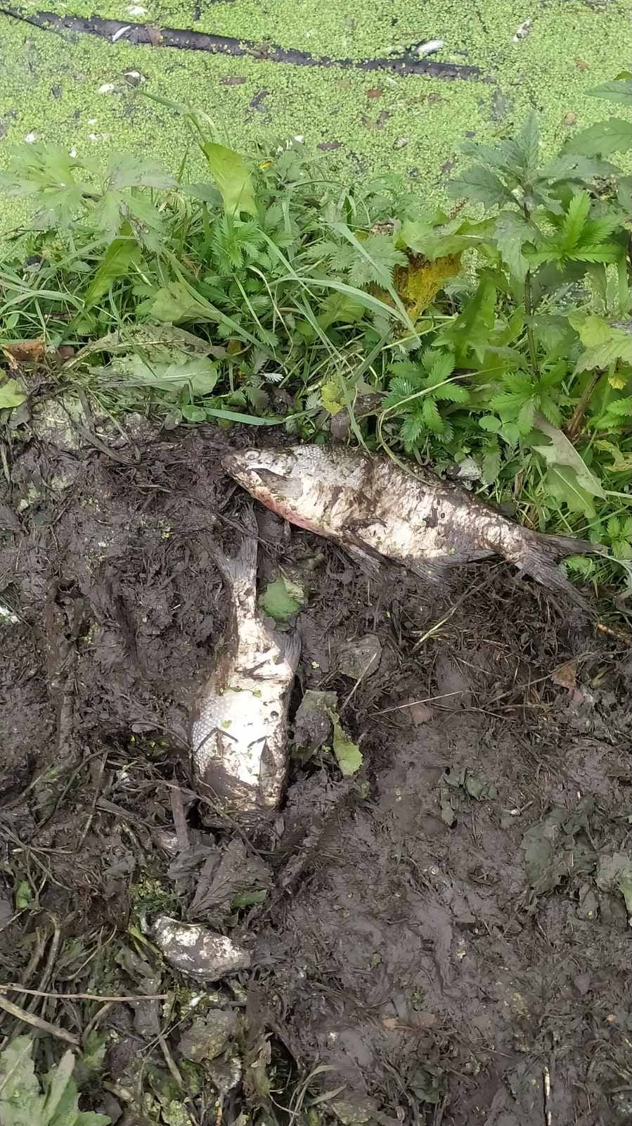 Воняет аммиаком и стоят масляные пятна в воде: в Хмельницкой области массово гибнет рыба