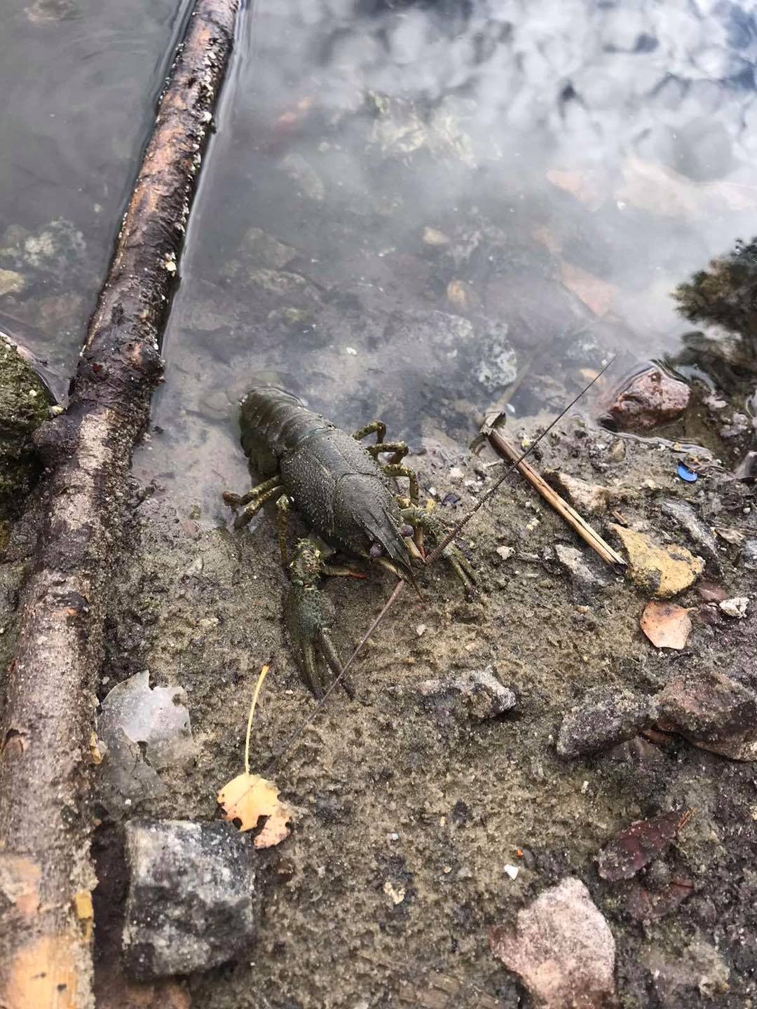 Вода як у болоті: мешканці Києва показали, як раки тікають з озера