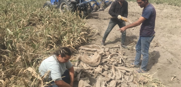 В Турции фермер на своем поле нашел окаменевшие кости слона, которым тысячи лет - фото