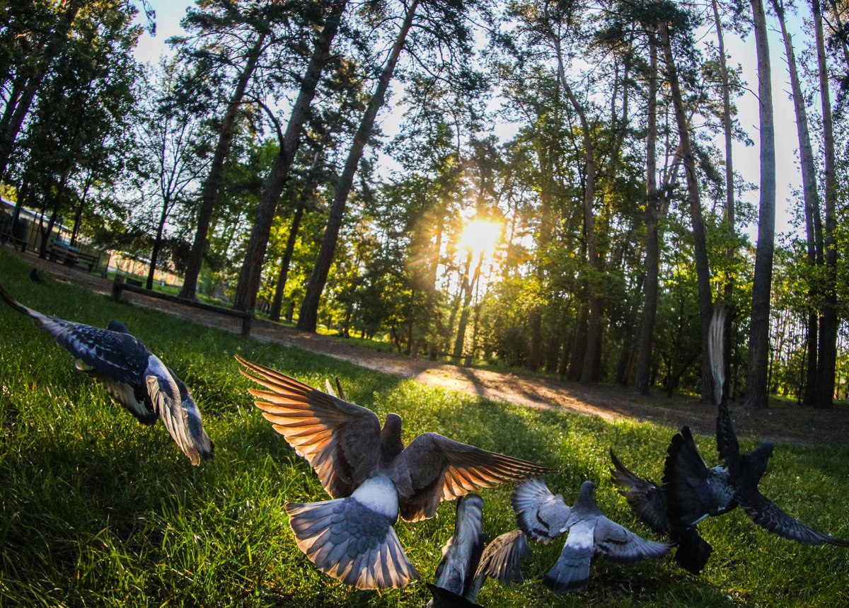 В каких парках и скверах Киева опасно гулять из-за мин и снарядов
