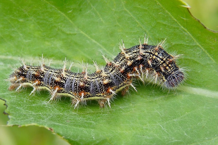 Гусінь атакує Волинь: в трьох громадах оголосили карантин