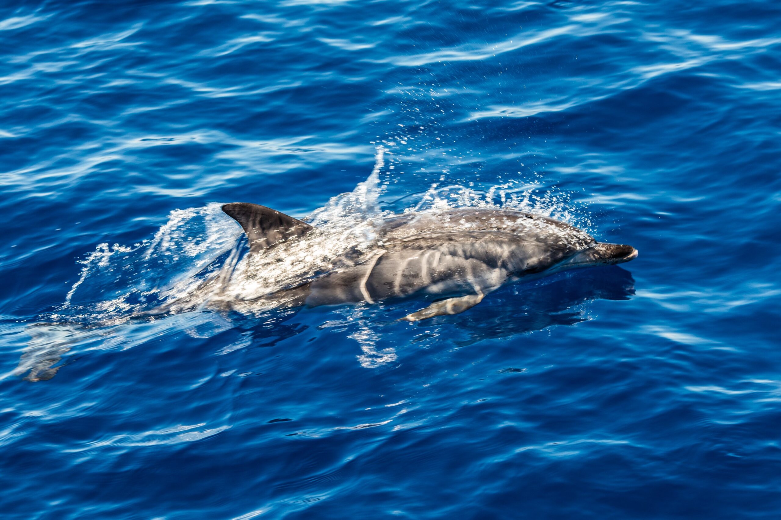 У Нідерландах знайшли близько сотні мертвих дельфінів