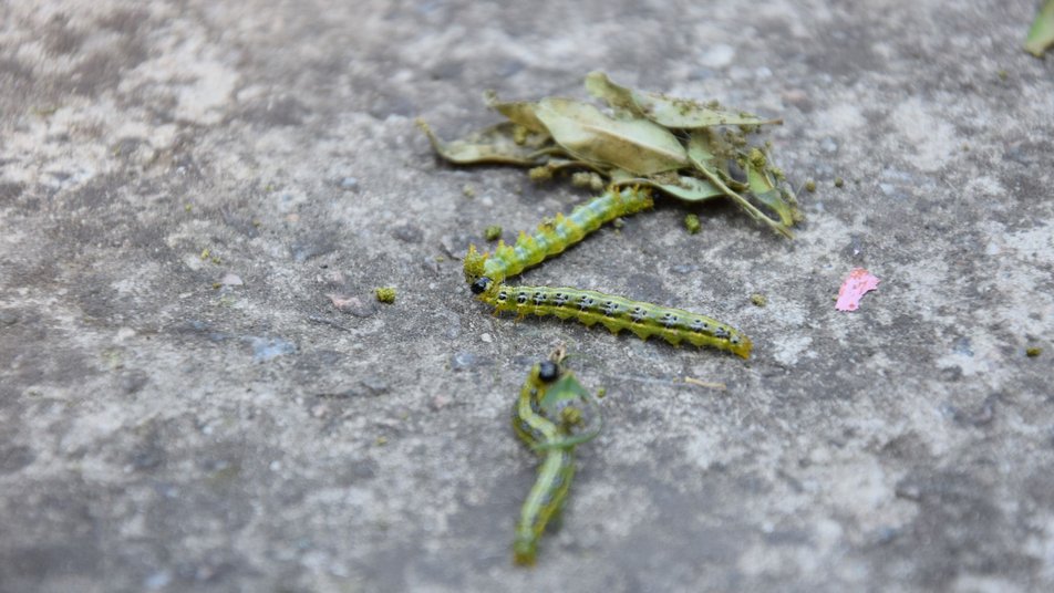 Херсонщину атакує гусінь: вона падає на волосся та за шиворот