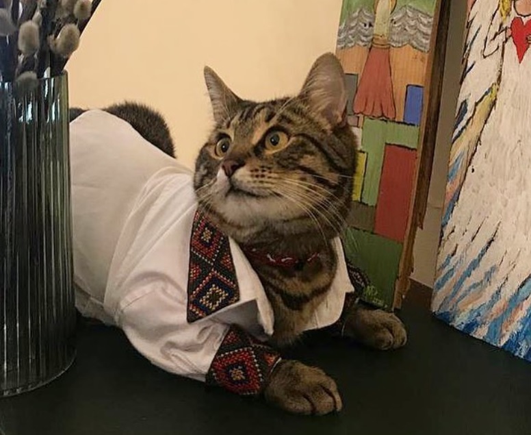 Кот-блогер исчез из Львовского горсовета: Садовой предложил вознаграждение