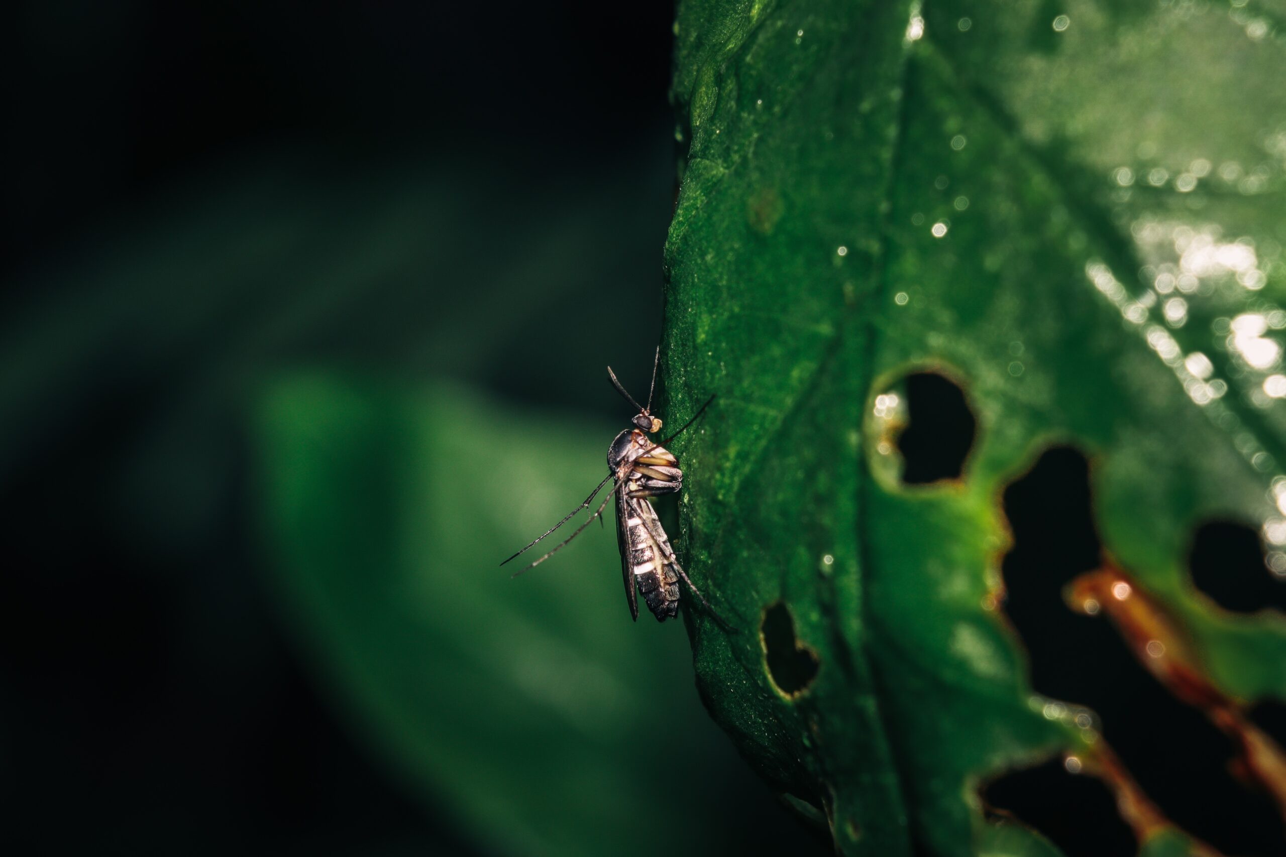 Врятує тисячі життів: ВООЗ схвалила першу у світі вакцину проти малярії для дітей