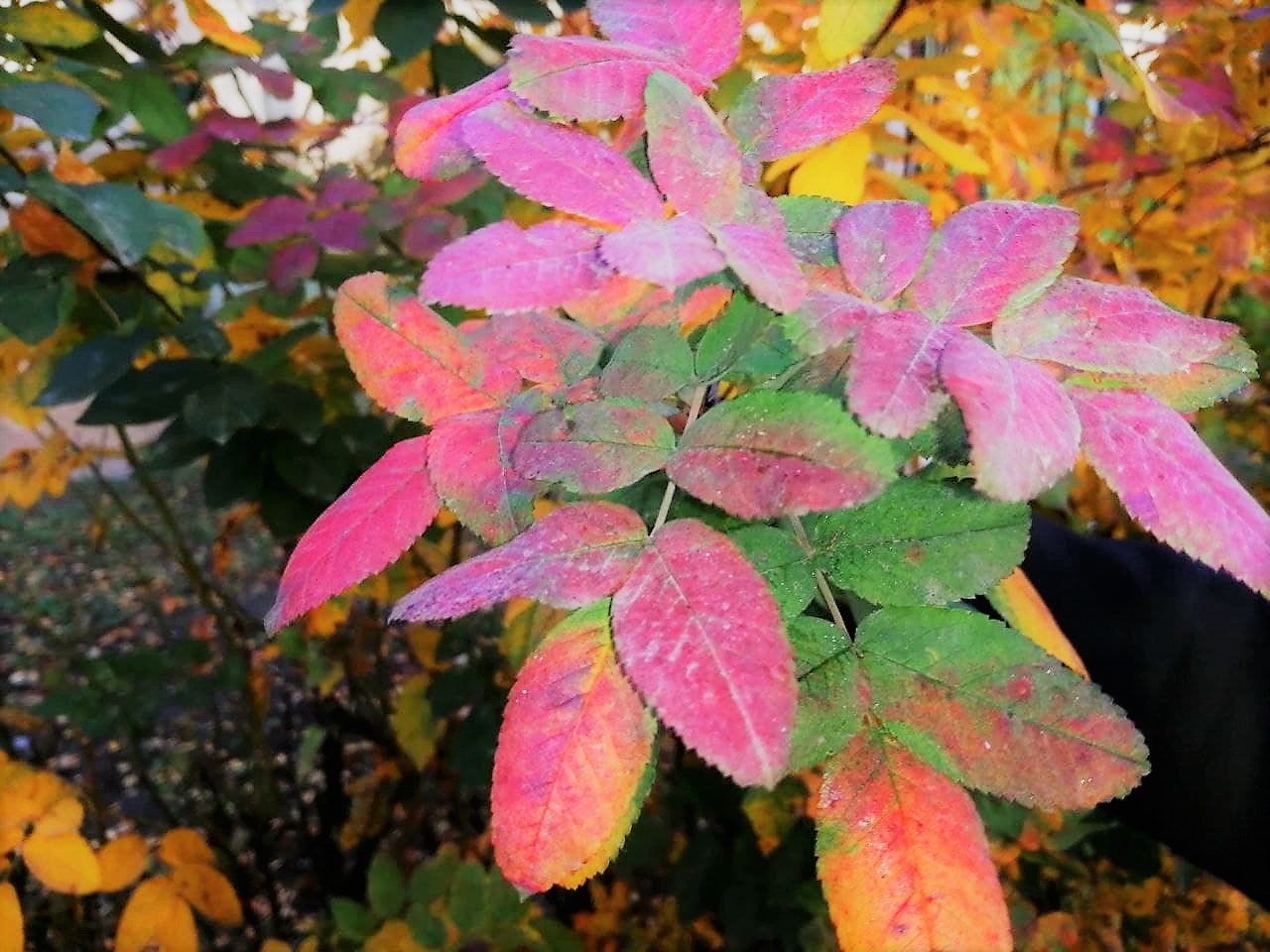 В Україні потепліє до 24 градусів: прогноз погоди на 12 жовтня