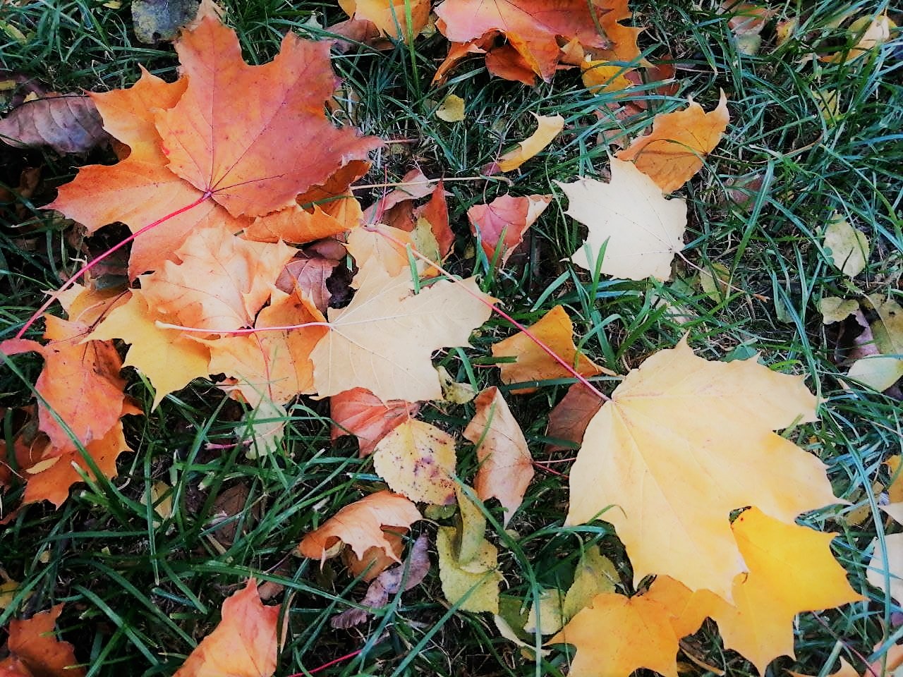 Похолодає до +4: Діденко про погоду на понеділок