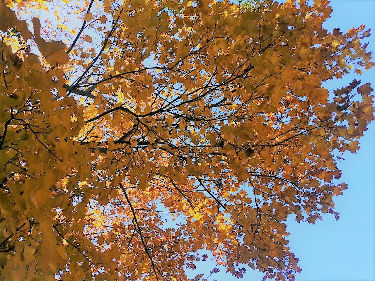 Температура повітря підніметься до +17: прогноз погоди на 4 листопада