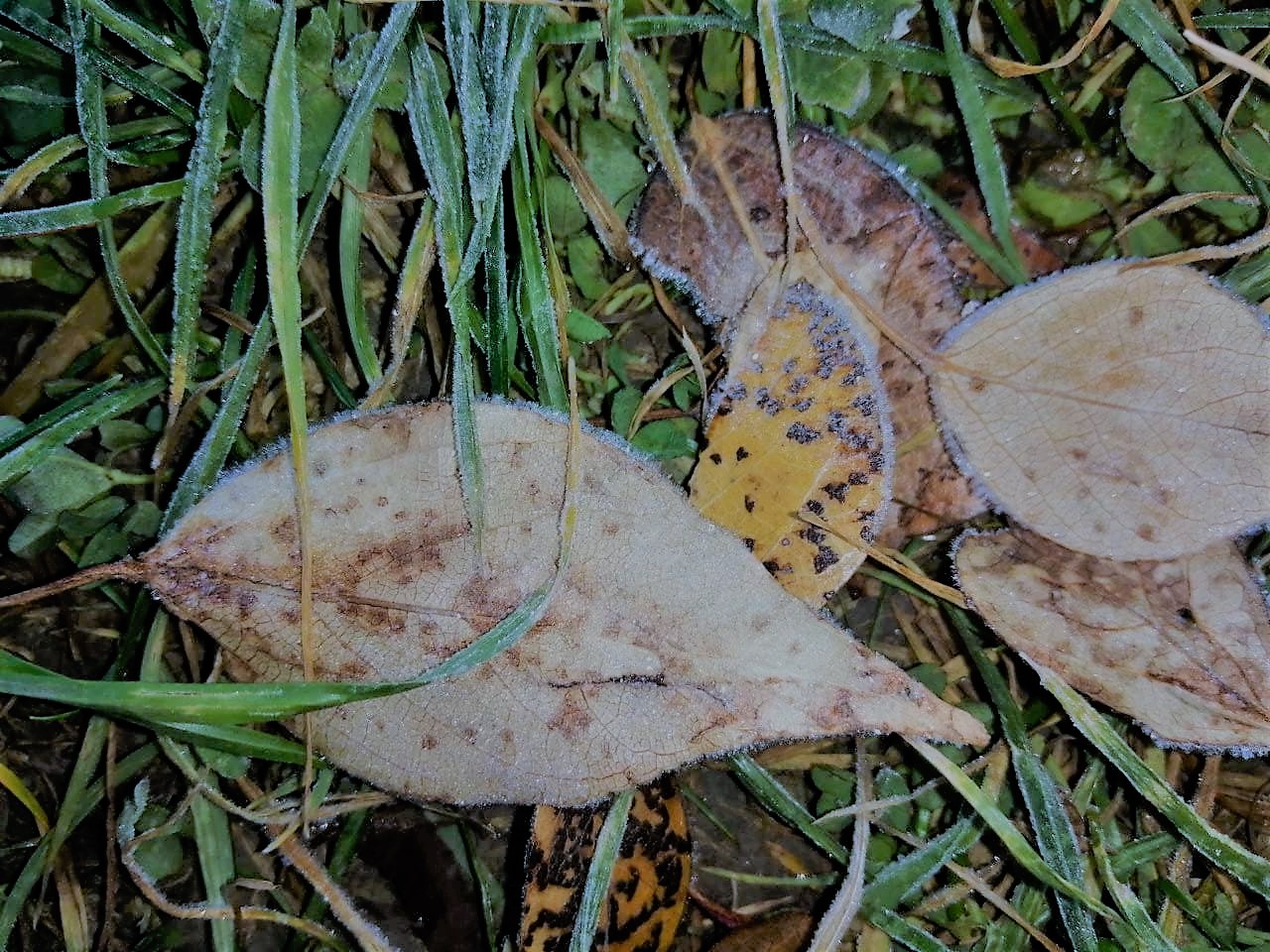 Туман, дощ і мороз: якою буде погода в Україні