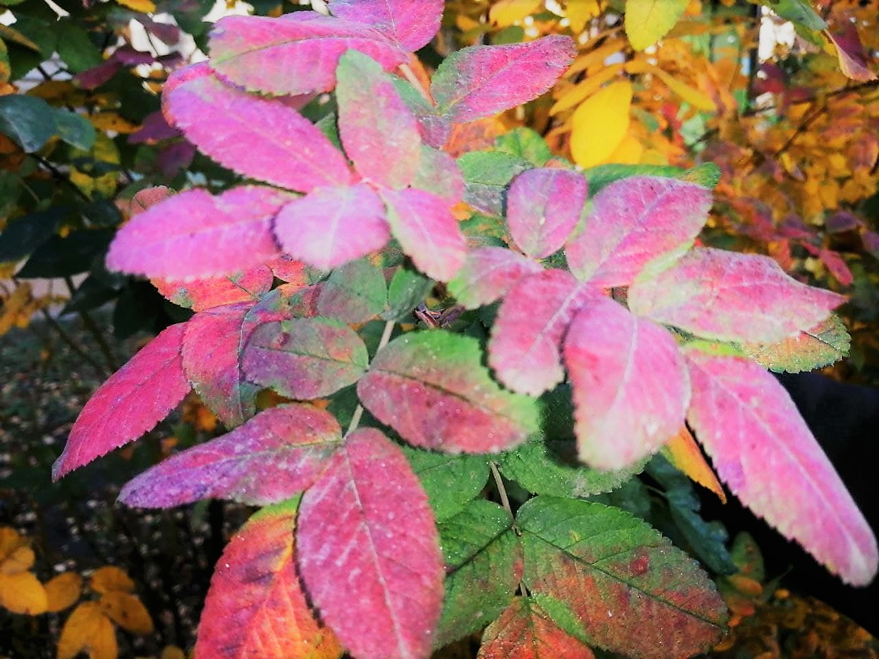 Солнечно и тепло будет в Украине 21 и 22 сентября