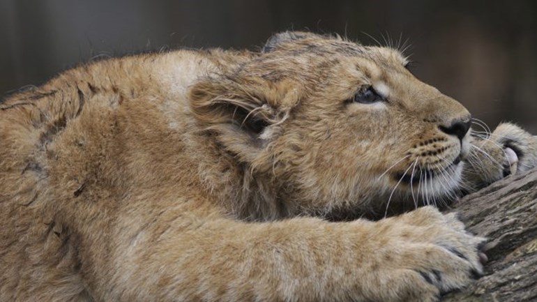 У зоопарку Нідерландів захворіли тварини на коронавірус