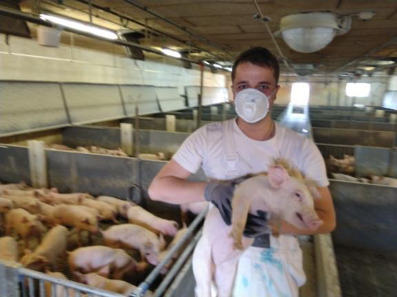 Робота в Данії на свинофермі