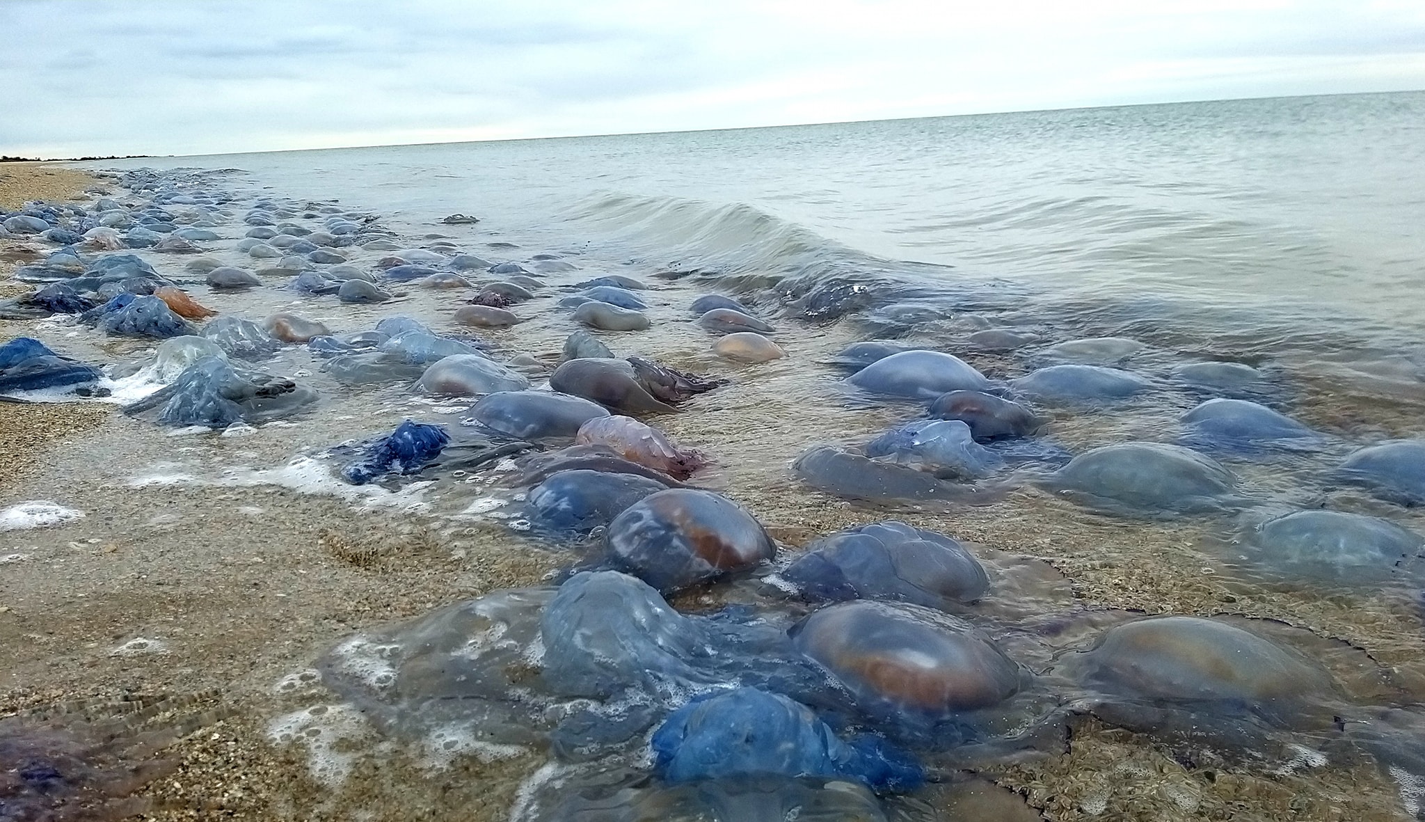 Миллионы медуз выбросило на берег Черного моря в Одесской области - фото