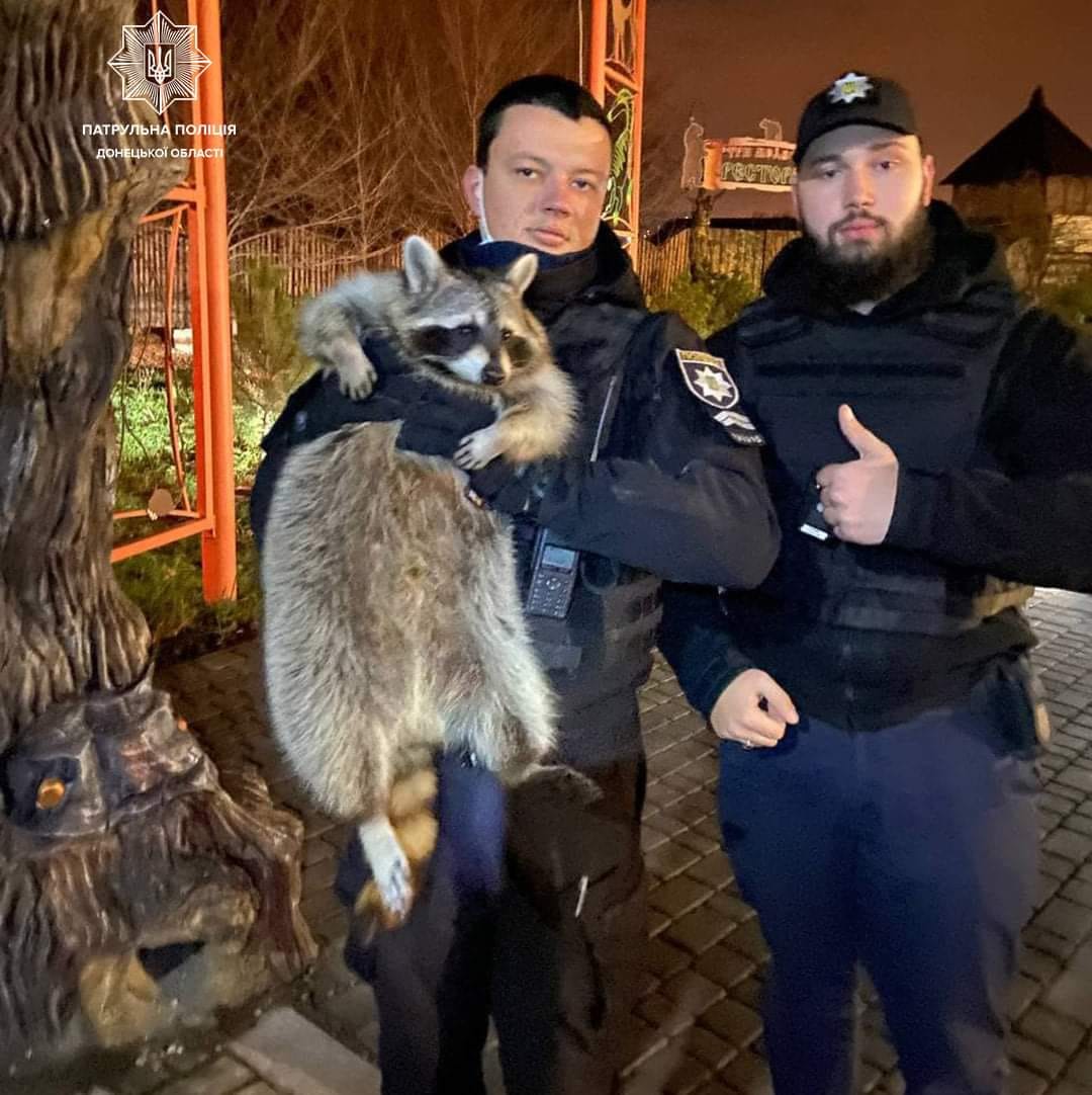 В Мариуполе из зоопарка сбежал енот: беглеца снимали с дерева патрульные