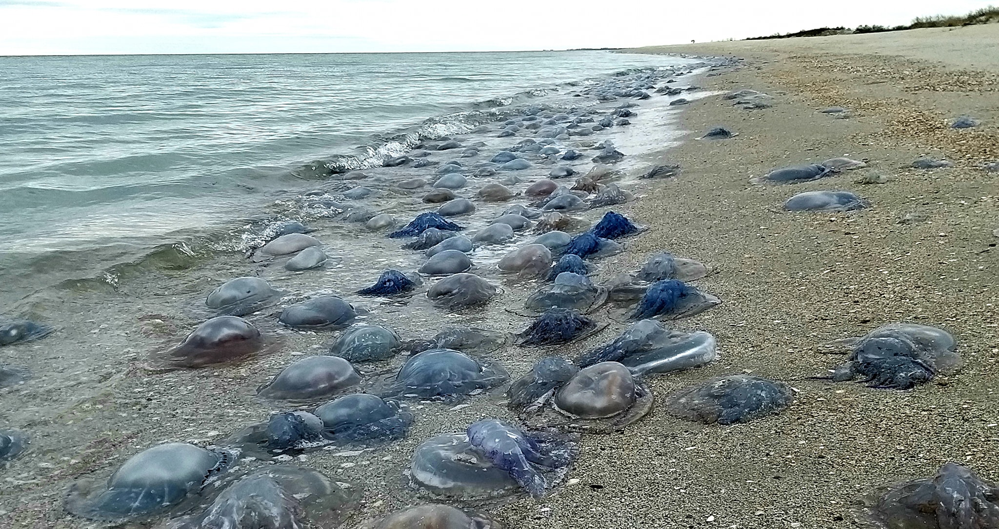 Медузи на березі Чорного мор