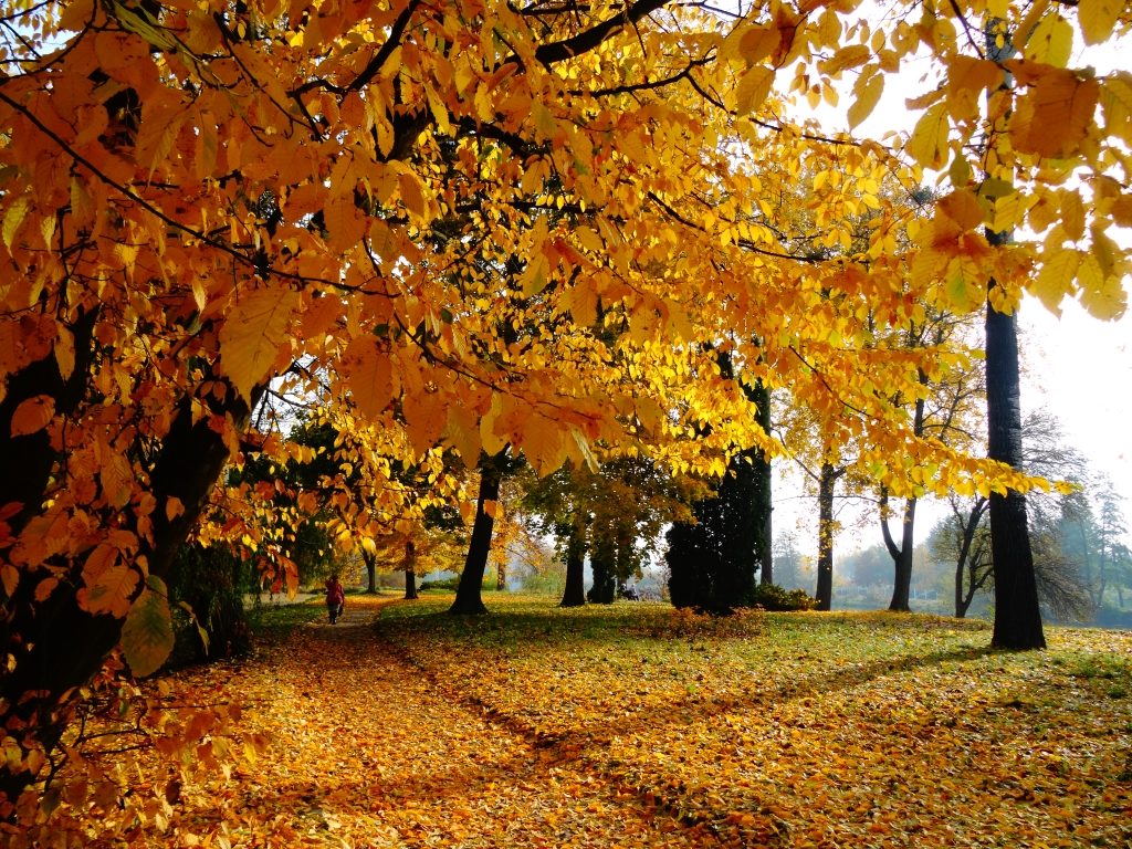 Парк Олександрія, Біла Церква