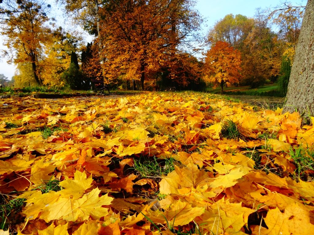 Парк Олександрія, Біла Церква