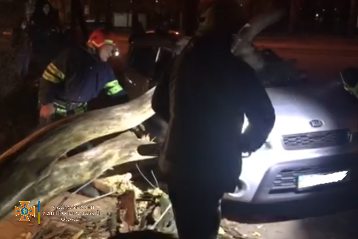 13-метровое дерево упало на легковушки в Кривом Роге - есть пострадавший