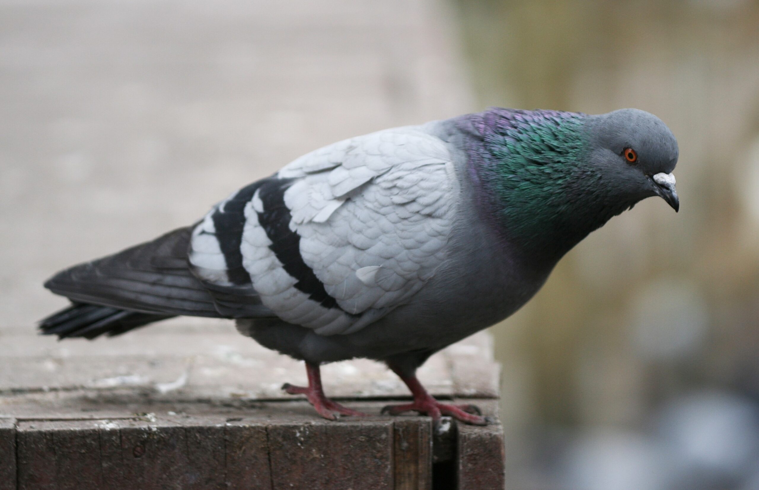 Жінка їла сирого голуба з пір'ям у Полтаві - відео