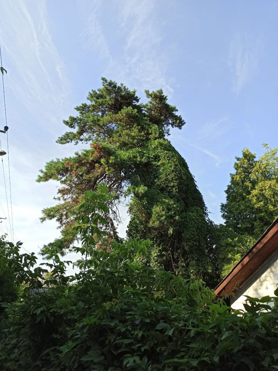 Тепло продовжить панувати в Україні: прогноз погоди на 2 травня