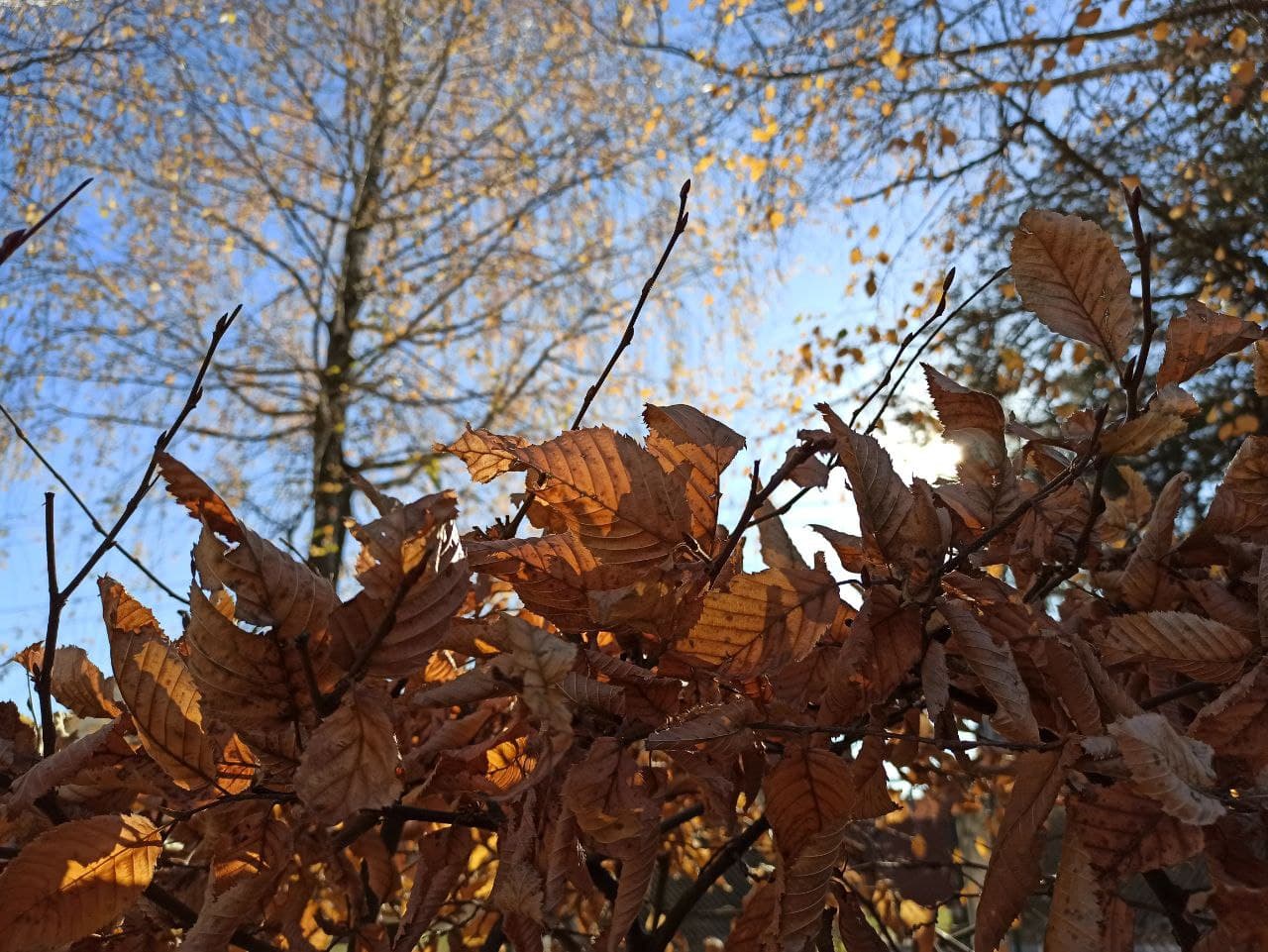 Кліматологи дали прогноз погоди на осінь-2022 в Україні