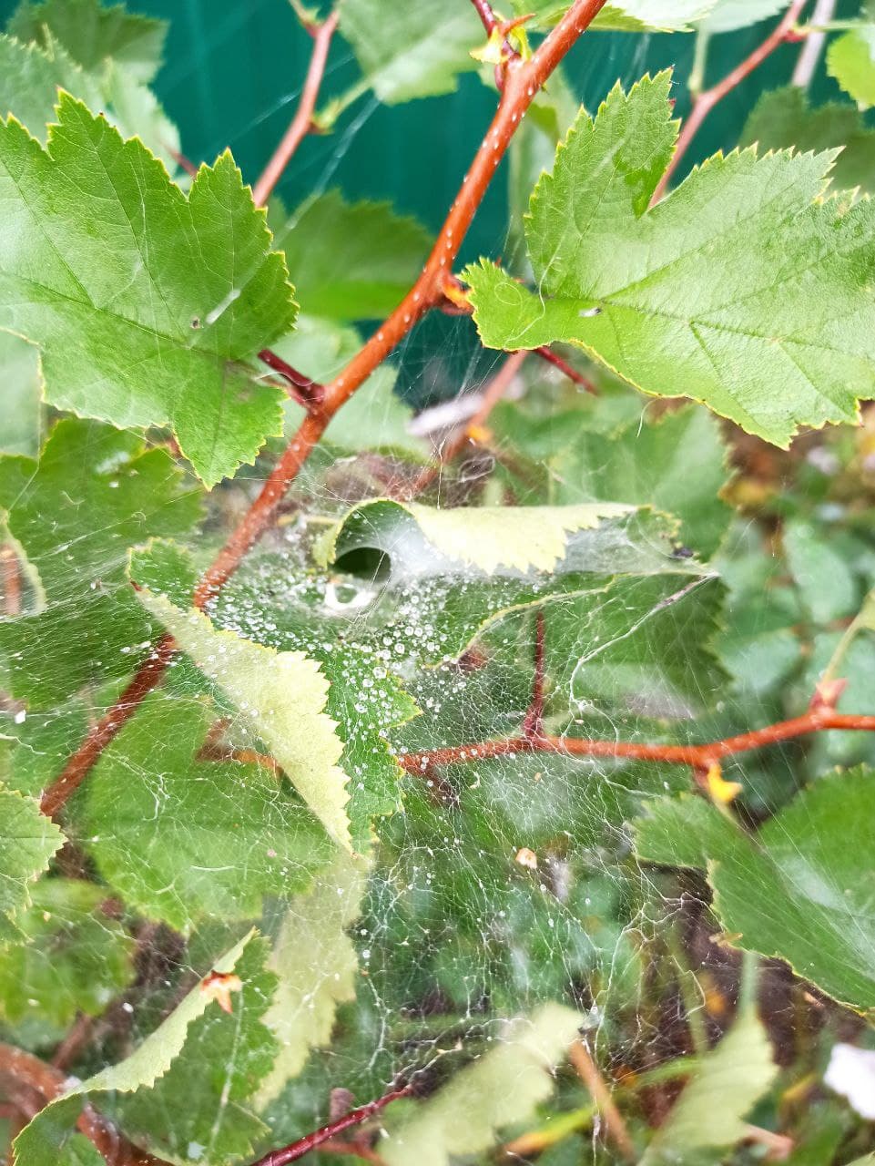 Дожди, грозы и туман: какой будет погода 26 апреля