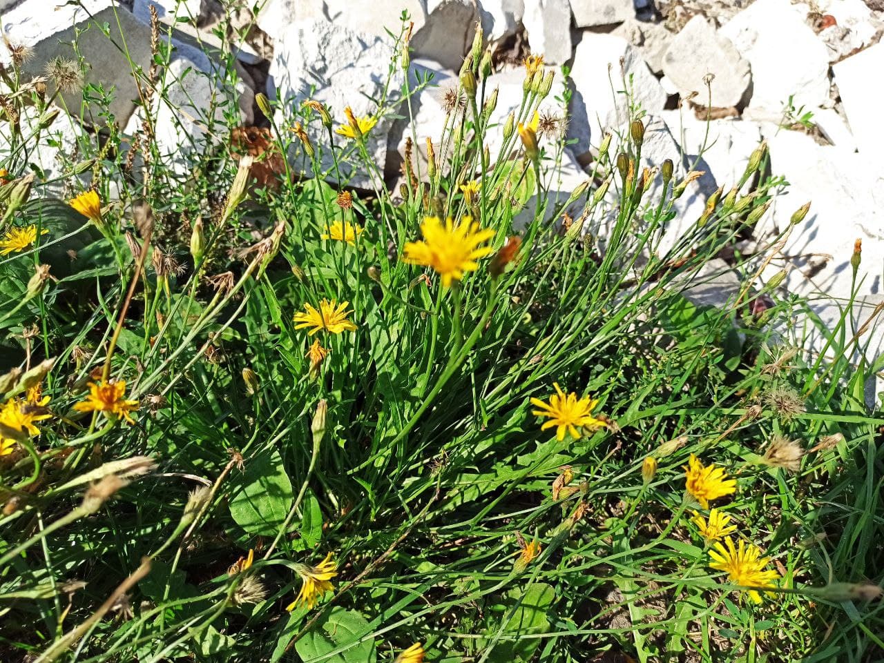 Сьогодні і завтра погода радуватиме українців теплом і сонцем