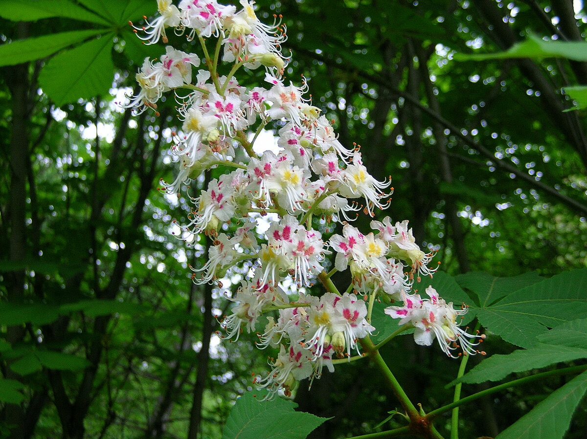 В Киеве второй раз за год расцвели каштаны (фото)