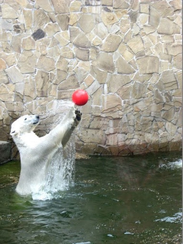 Не вистачає грошей на утримання тварин: акваріуми і зоопарки змушені платити ПДВ