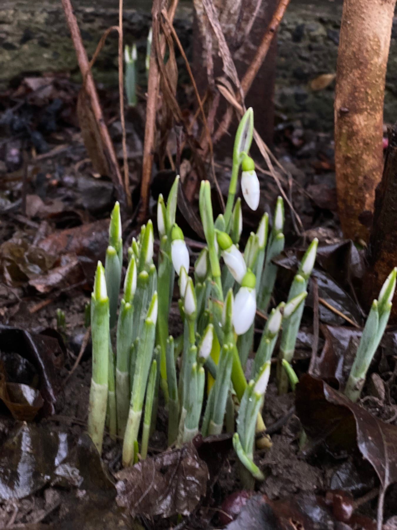 На Закарпатті на Новий рік розквітли підсніжники