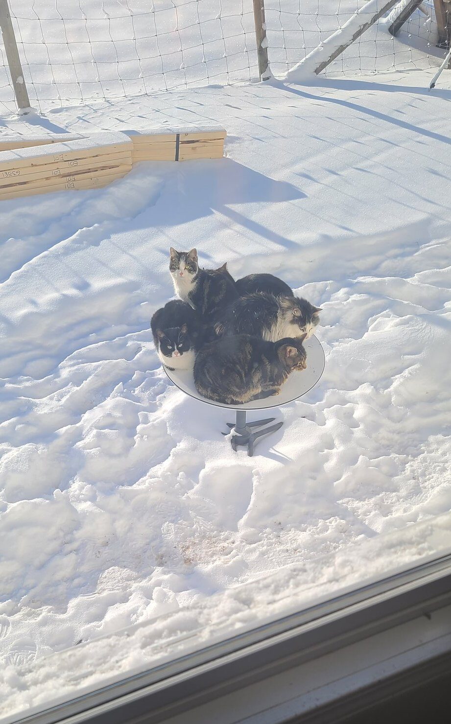 Спутниковая тарелка Starlink стала привлекать кошек в Канаде - фото