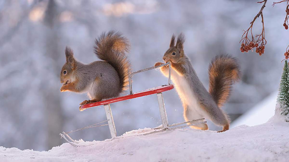 Мало снігу і помірно тепло: в Укргідрометцентрі дали прогноз на лютий