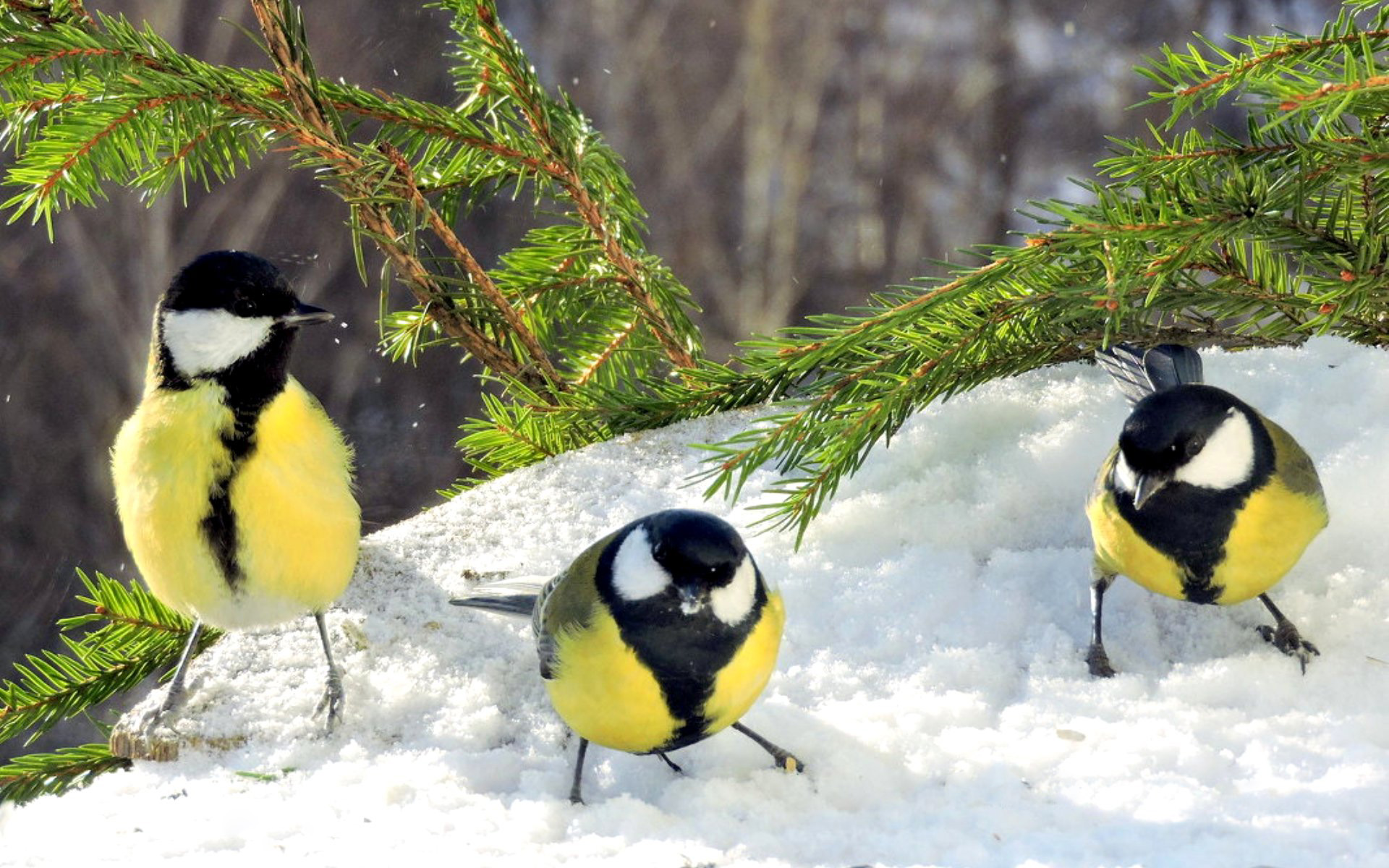 В гидрометцентре не прогнозируют сильных морозов зимой