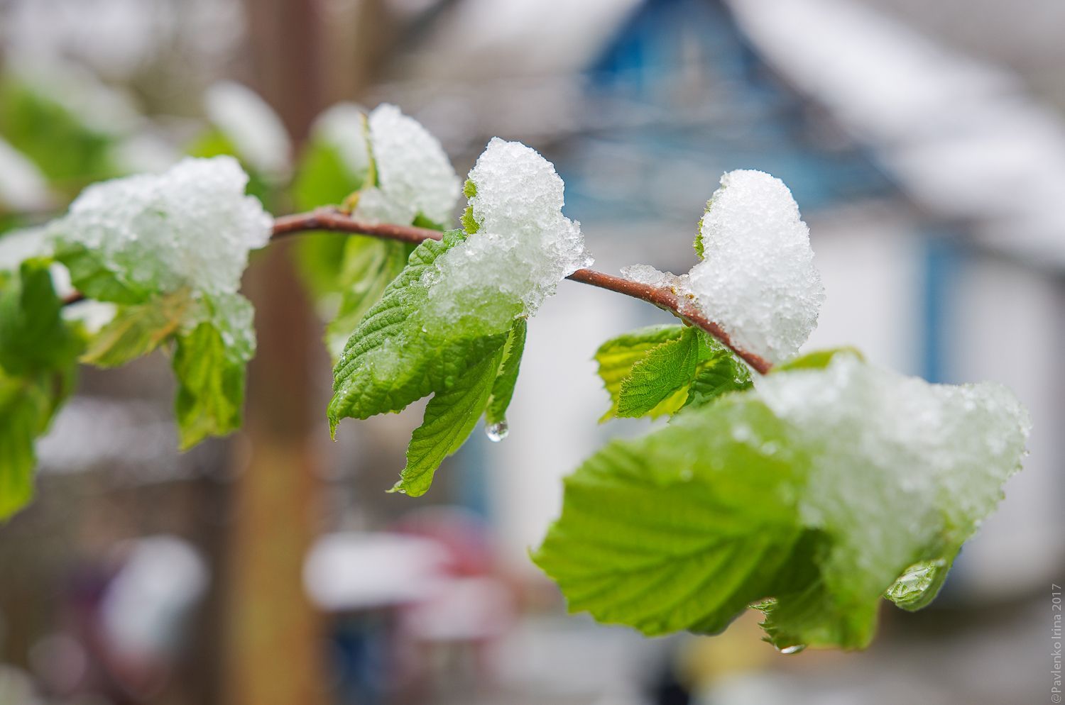Погода на понеділок: у Києві очікується мокрий сніг