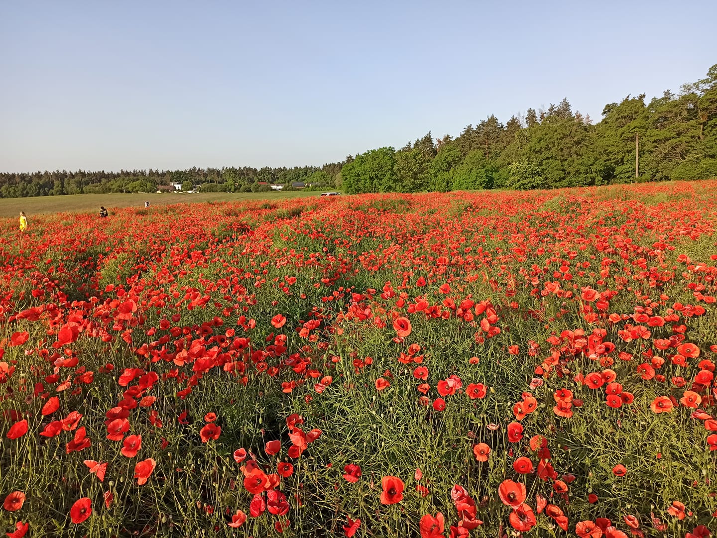 До 30 градусов потеплеет в Украине: где ждать жары