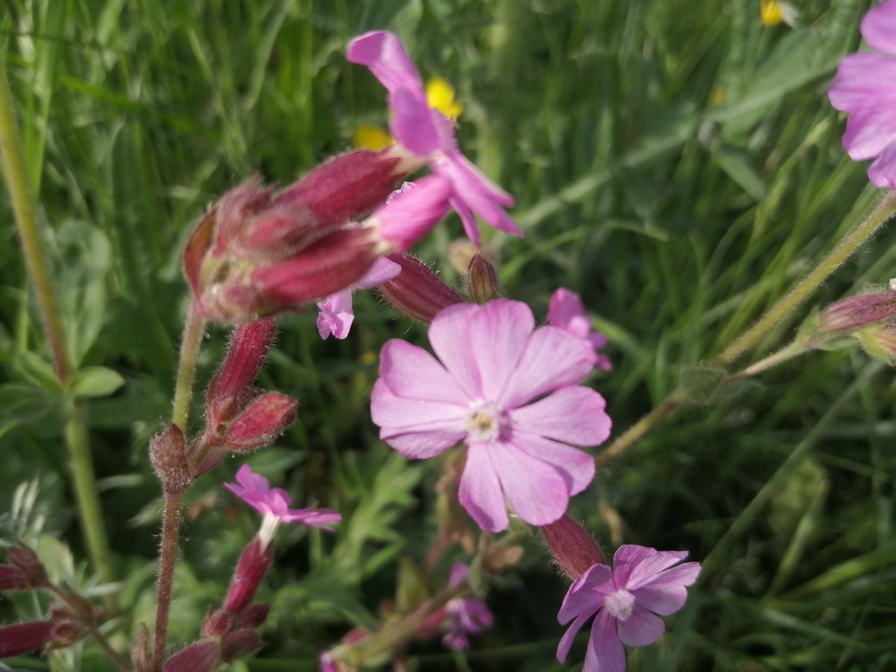 Аномальная жара возвращается в Украину: прогноз погоды на неделю