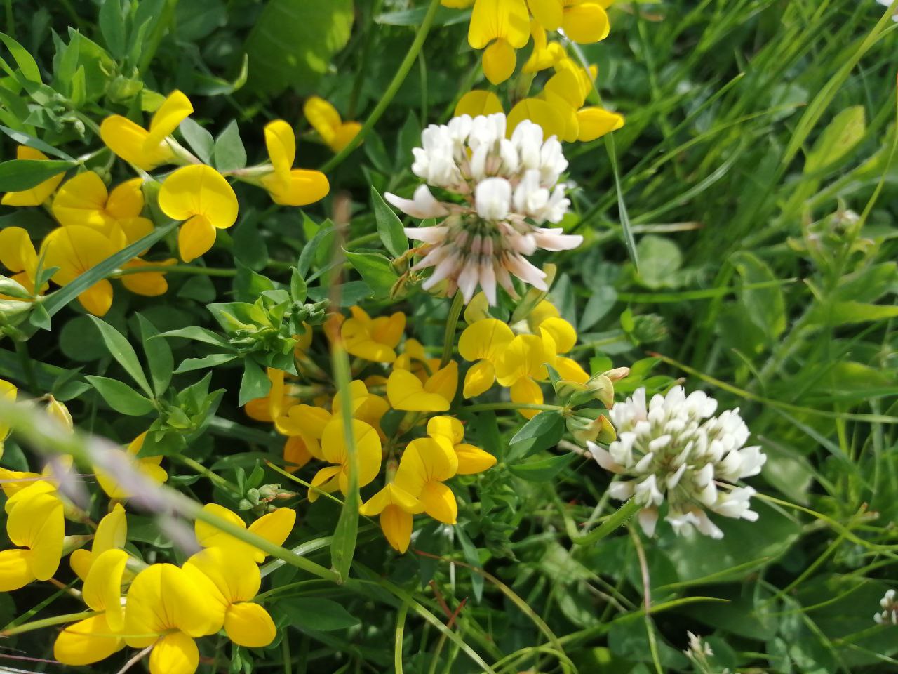 В Україні потеплішає, а дощів поменшає - Укргідрометцентр