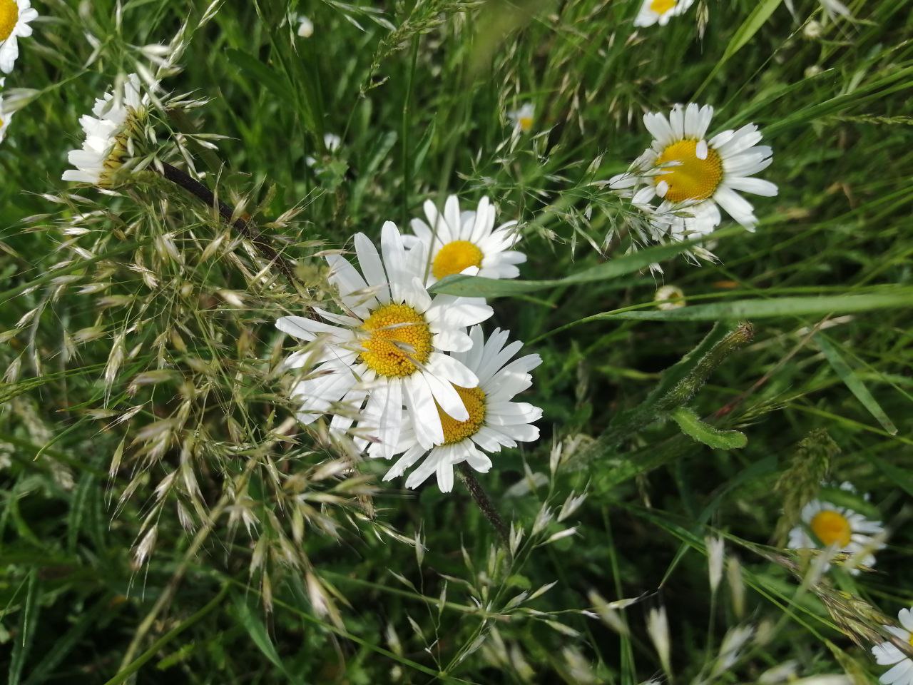 Жара сменит дожди: синоптики рассказали о погоде в последние дни мая