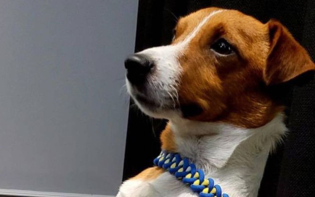 Пес-піротехнік Патрон дав корисні поради дітям: як гуляти у воєнний час