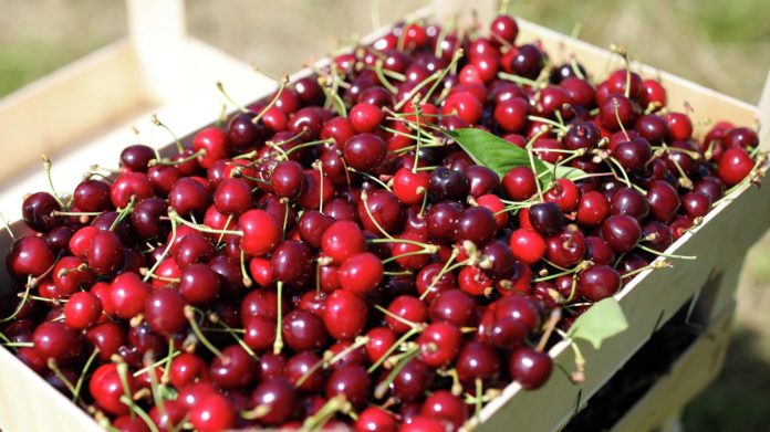 В Мелитополе фермеры отравили российских оккупантов черешней