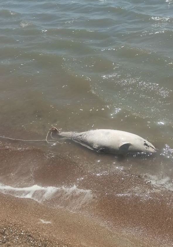 Война и экология: под угрозой генофонд не только Украины, но и человечества