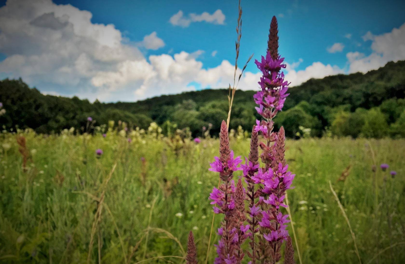 Синоптик прогнозирует аномально теплый и засушливый сентябрь в Украине